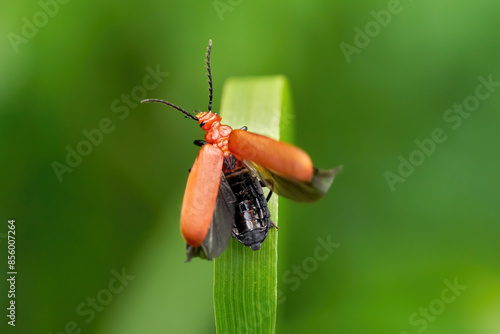 Rotköpfiger Feuerkäfer (Pyrochroa serraticornis) mit sichtbarem schwarzen Körper bei geöffneten Flügeln - Baden-Württemberg, Deutschland photo