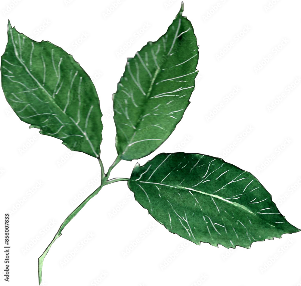 Obraz premium blooming rose color peach fuzz