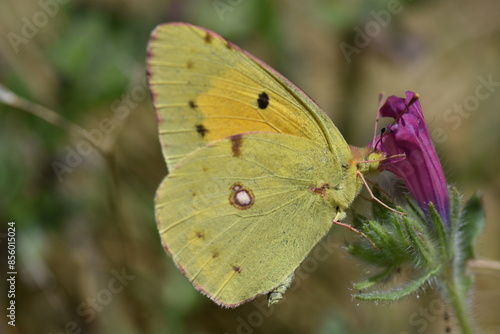 Nice clouded yellow butterfly (Colias croceus 