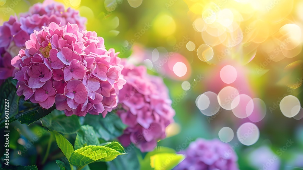 Beautiful pink hydrangea flowers in a garden, with a blurred background of greenery and sunlight. A lush hydrangea plant with large flowers on the right side of the frame. Beautiful pink hydrangea flowers in a garden, with a blurred background of greenery and sunlight. A lush hydrangea plant with large flowers on the right side of the frame.