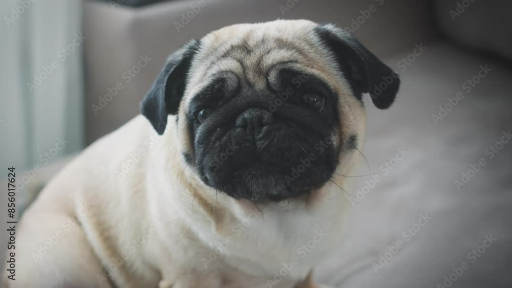 A cute pug is sitting on the couch. Slow motion A cute pug is sitting on the couch. Slow motion