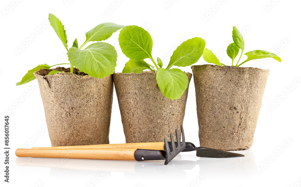 Cabbage seedlings in organic pots. Home gardening tools. Natural farming and agriculture. Healthy lifestyle. Isolated on white background