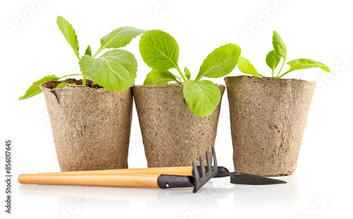Obraz na płótnie Cabbage seedlings in organic pots. Home gardening tools. Natural farming and agriculture. Healthy lifestyle. Isolated on white background w salonie