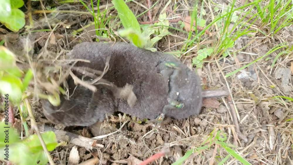 Talpa europaea aka European Mole is digging hole. Main enemy of every gardener in Czech republic. Talpa europaea aka European Mole is digging hole. Main enemy of every gardener in Czech republic.