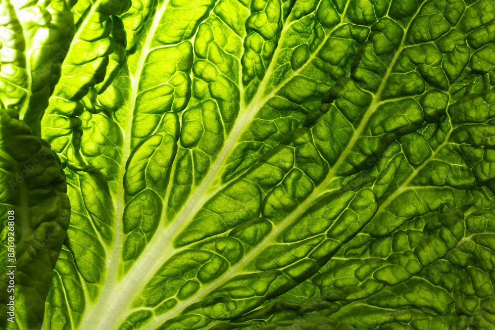 chinese cabbage or napa cabbage leaf texture . Fresh organic vegan ingredient