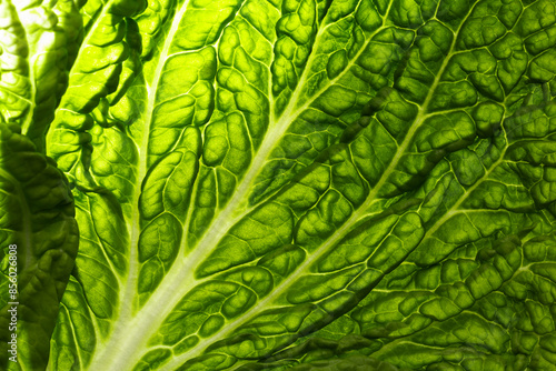 Obraz na płótnie chinese cabbage or napa cabbage leaf texture . Fresh organic vegan ingredient w salonie
