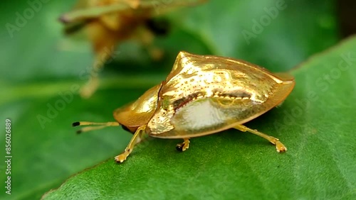 golden ladybug on leaf