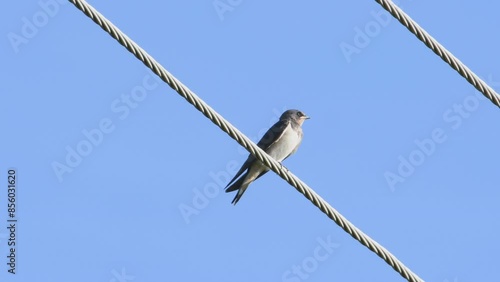 Hirundo rustica aka Barn swallow perched on electric wire. Isolated on blue background. photo