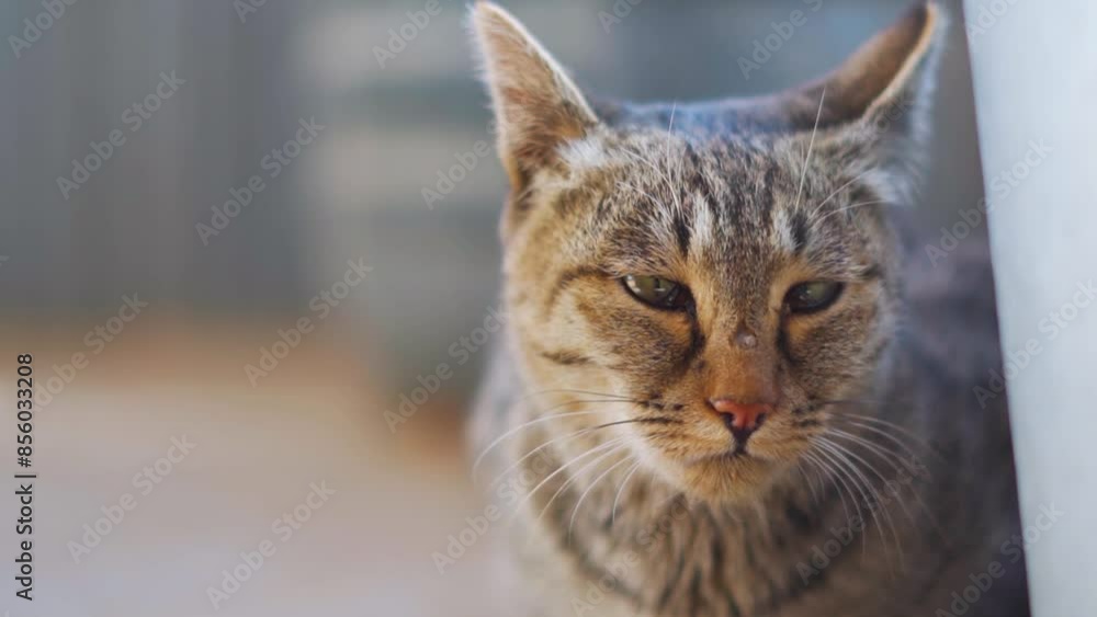 Closeup portrait shot of a cute Cat staring at the camera at Manali in Himachal Pradesh, India. Cute household cat looks into the camera and blinks its eyes. Cute Household pet background.	