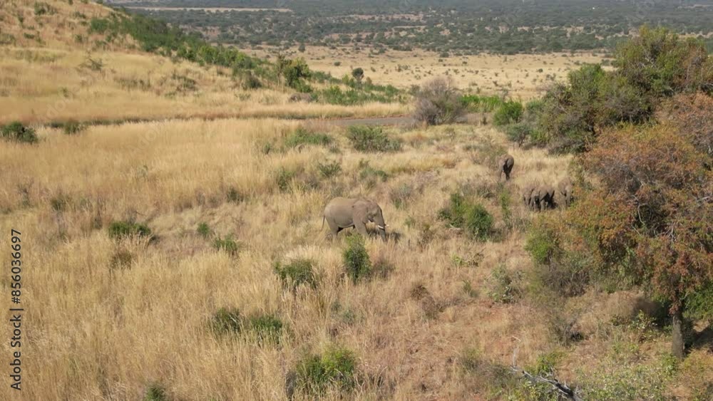 Wild Elephants At Rustenburg In North West South Africa. African Animals Landscape. Pilanesberg National Park. Rustenburg At North West South Africa. Big Five Animals. Wildlife Safari. Wild Elephants At Rustenburg In North West South Africa. African Animals Landscape. Pilanesberg National Park. Rustenburg At North West South Africa. Big Five Animals. Wildlife Safari.