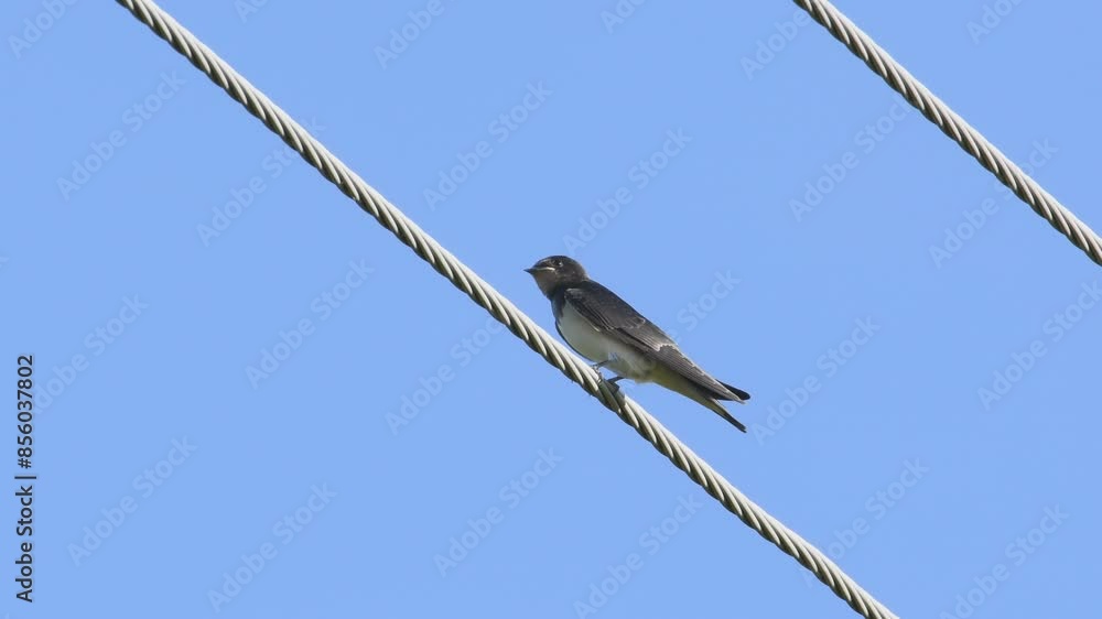 Hirundo rustica aka Barn swallow perched on electric wire. Isolated on blue background. Hirundo rustica aka Barn swallow perched on electric wire. Isolated on blue background.