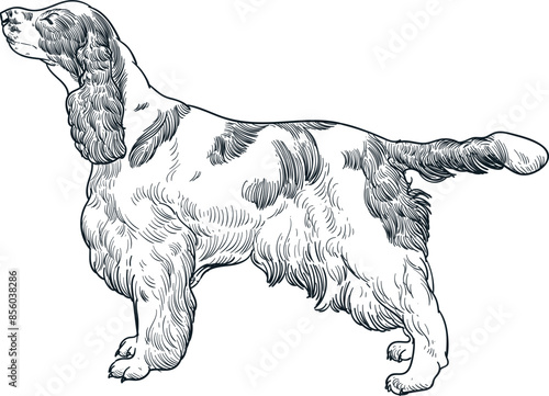 Vintage hand drawn sketch of English Springer Spaniel dog breed