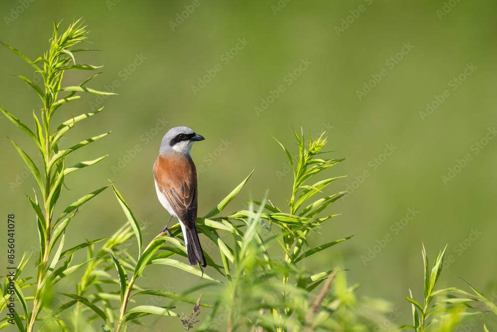 Fototapeta premium A male Red-backed shrike sits atop the green plant and looks perpendicular to the camera lens with the green background and copyspace on a sunny summer evening.