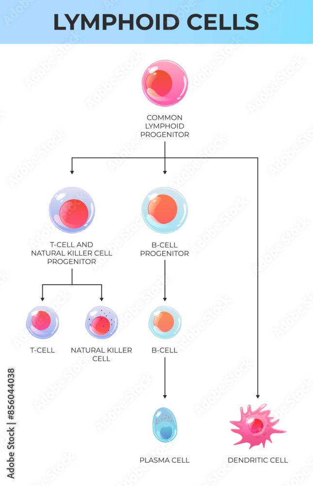 Naklejka premium Scheme of immune system cells. Lymphoid system cells