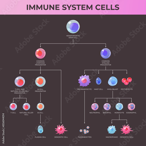 Scheme of immune cells. Lymphoid system and myeloid system on the dark background