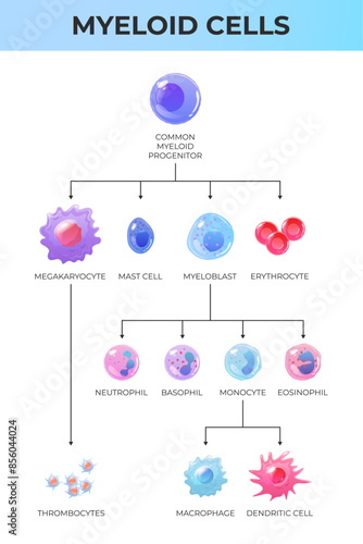 Scheme of immune cells. Myeloid system cells