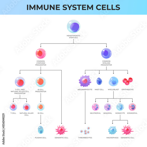 Scheme of immune system cells. Lymphoid system and myeloid system 