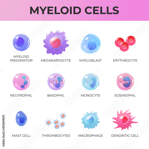 Set of myeloid cells. Immune system cells.