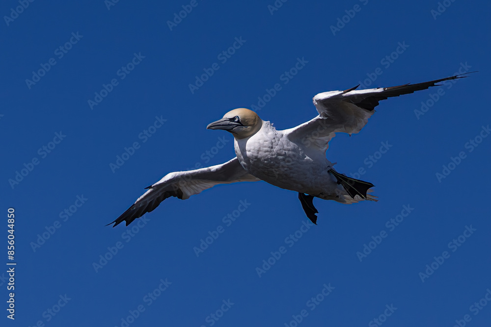 Fototapeta premium Gannet in flight