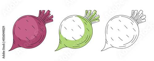 Beet or beetroot, colorful and line icons set. Farm vegetable vector outline icon, monochrome and color illustration. Healthy nutrition, organic food, vegetarian product. For logo, coloring book