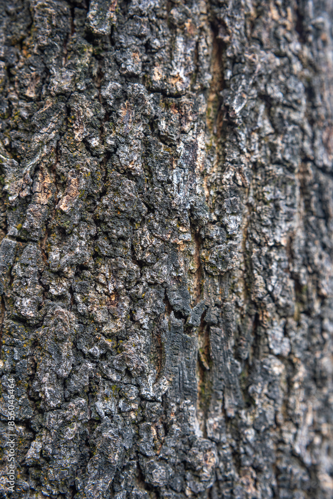 Close up of rough bark texture