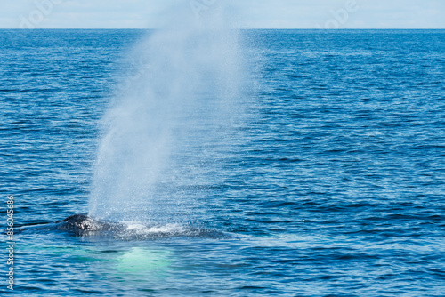 Photo of a whale spout photo