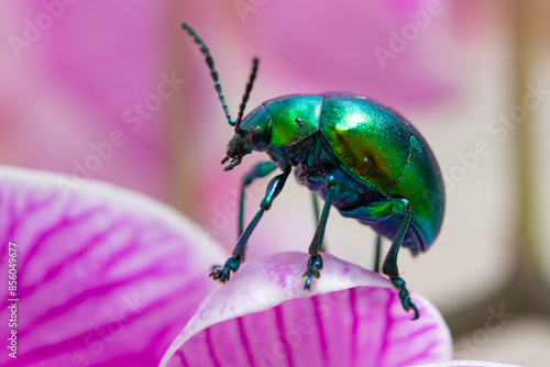 green bug on a pink flower