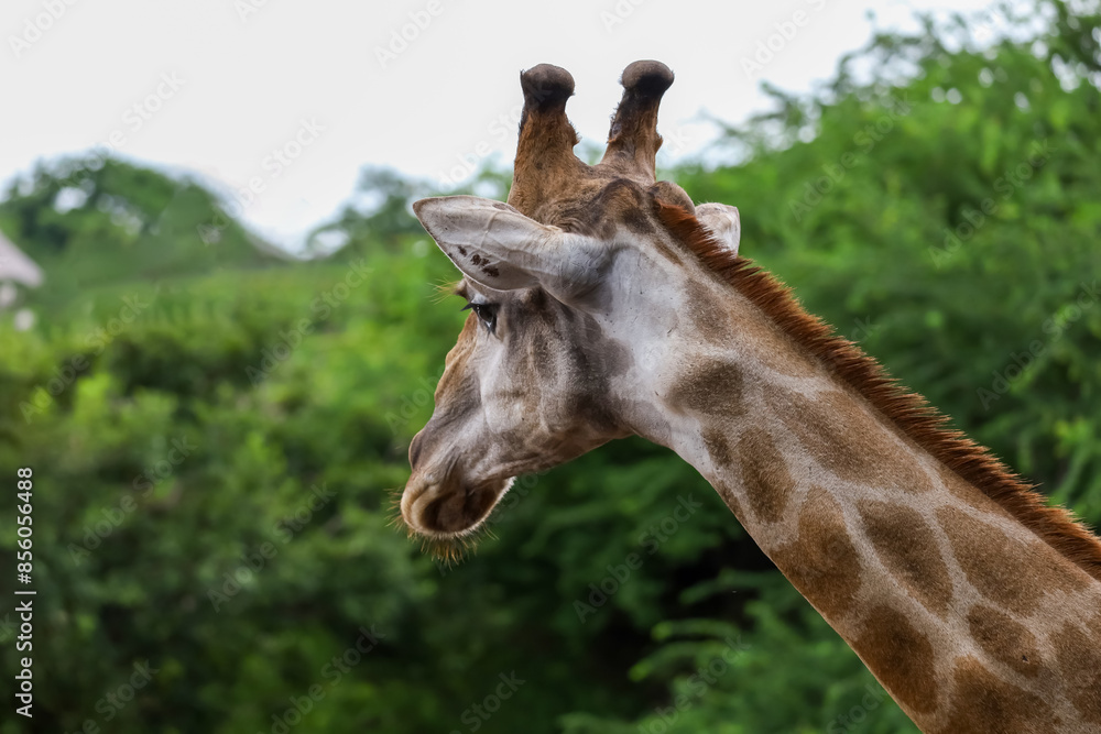 Fototapeta premium Close up head giraffe in the garden