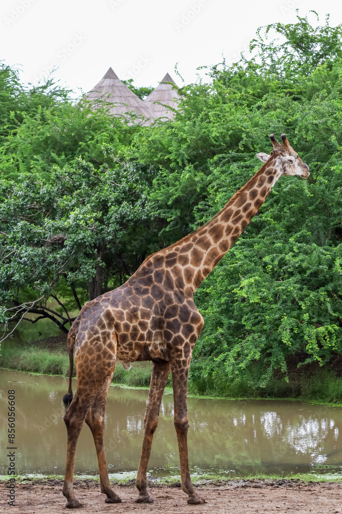 Fototapeta premium The giraff in the garden at nature sawana grass