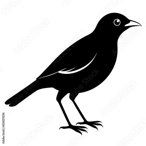Black silhouette of beautiful myna bird