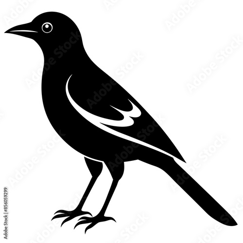 Black silhouette of beautiful myna bird