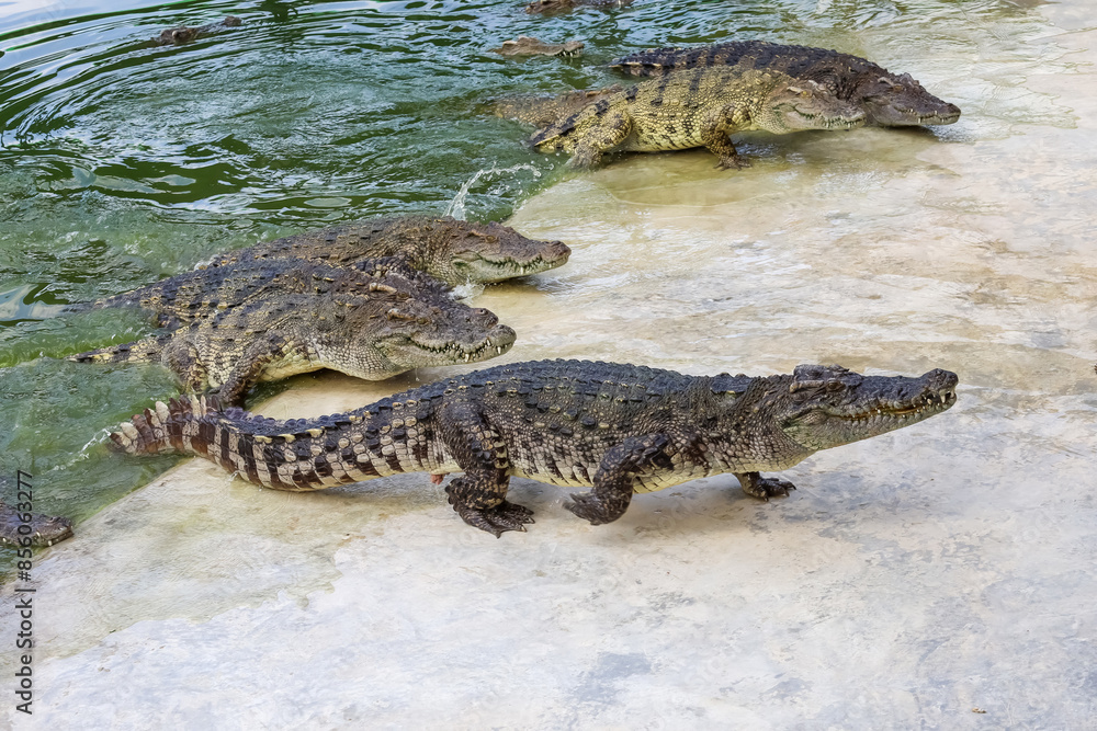 The salt crocodile swimming on the river near canal The salt crocodile swimming on the river near canal