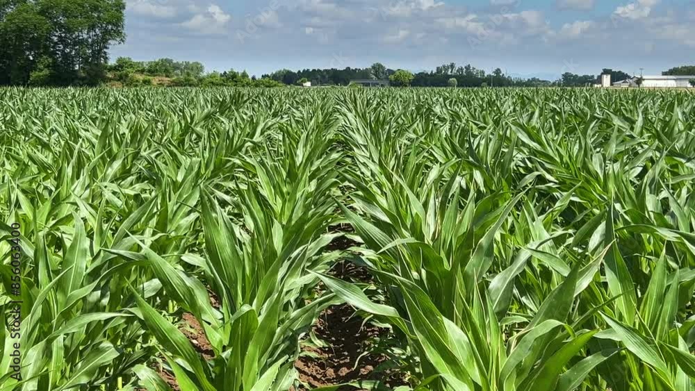 Young corn plants moved by the wind grown in the field in the countryside of the Po Valley, Italy Young corn plants moved by the wind grown in the field in the countryside of the Po Valley, Italy