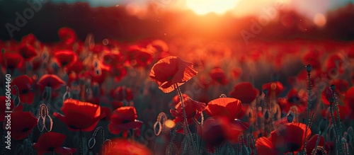 red poppy field at sunset. ...