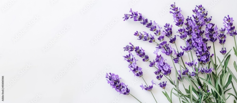 Naklejka premium Bunch of lavender flowers isolated on a white pastel background. with copy space image. Place for adding text or design