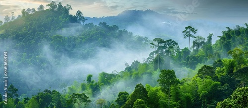 Asian tropical rainforest. ...