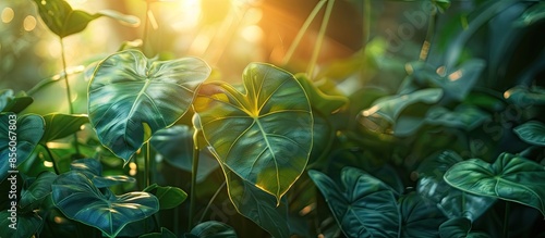 LENS FLARE, CLOSE UP: Evening sunbeams shine through lush foliage of exotic plant. Beautiful tropical flower alocasia odora with gorgeous vibrant green heart-shaped leaves thriving in home jungle photo