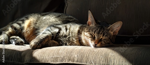 Grey tabby cat laing on sof...