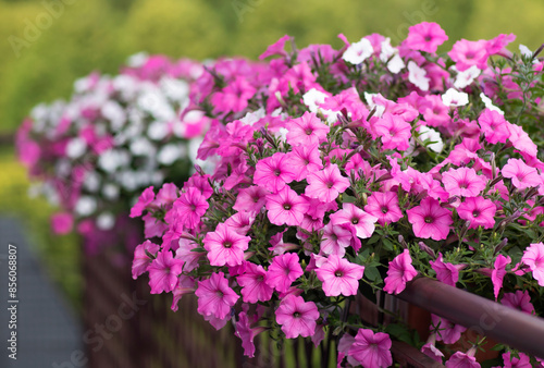Kwiaty Supertunia Vista - odmiana Silverberry i Bubblegum. Dekoracja na taras i balkon.