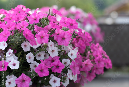 Kwiaty Supertunia Vista - odmiana Silverberry i Bubblegum. Dekoracja na taras i balkon.