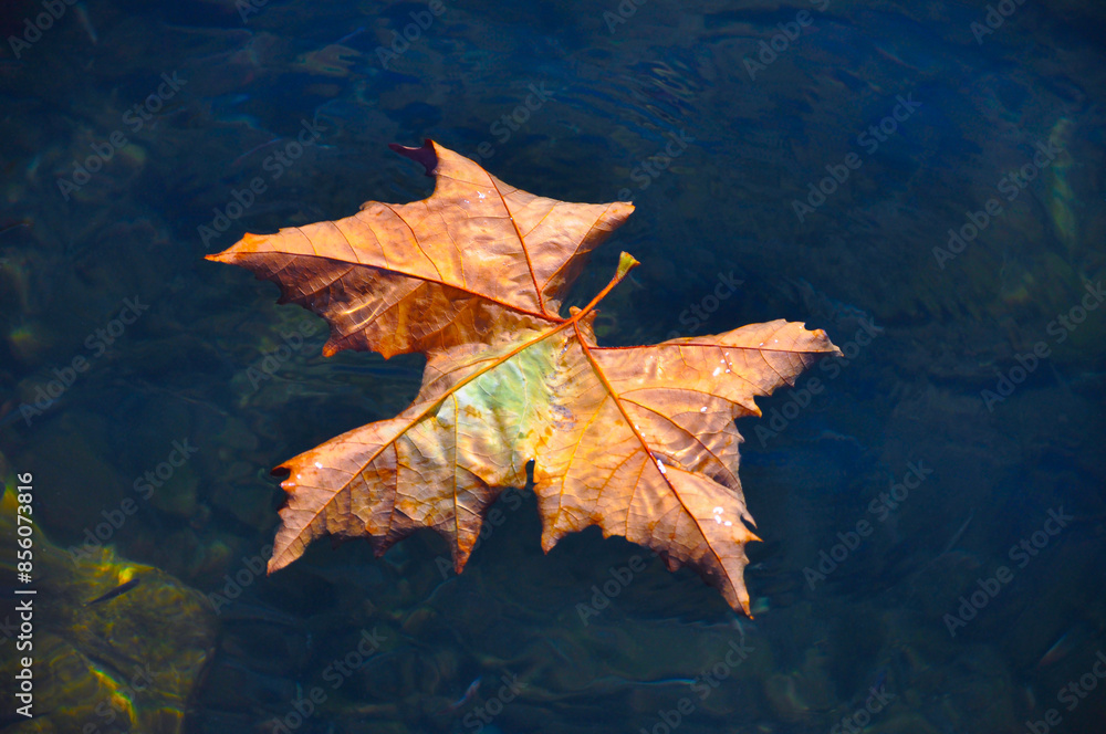 Beautiful Autumn Maple Leaf Floating on the Water in Switzerland. Beautiful Autumn Maple Leaf Floating on the Water in Switzerland.