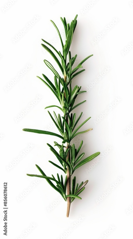 Fresh rosemary sprig isolated on white background Fresh rosemary sprig isolated on white background