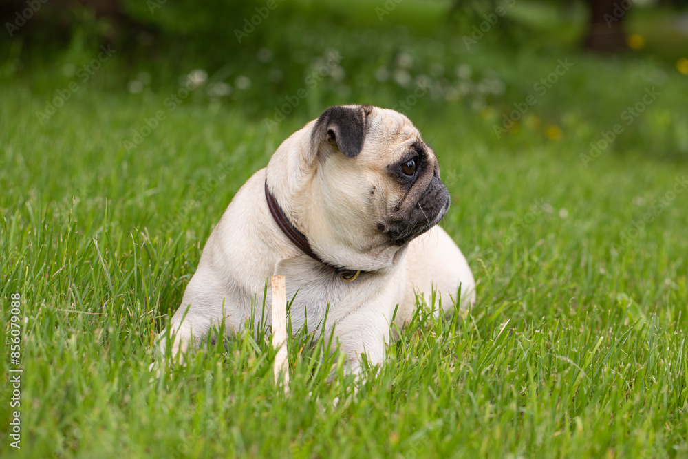 portrait of a pug in profile, flat muzzle portrait of a pug in profile, flat muzzle
