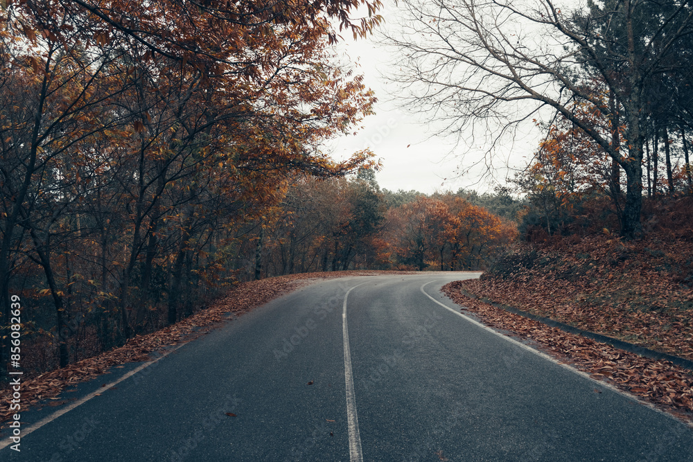 Serene autumn road winding through a forest, with fallen leaves and bare trees creating a peaceful and nostalgic atmosphere