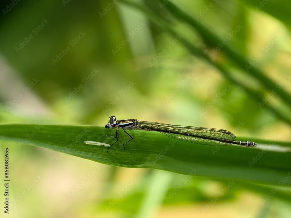 Damselflies sitting on vegetation. A series of images. Close up.