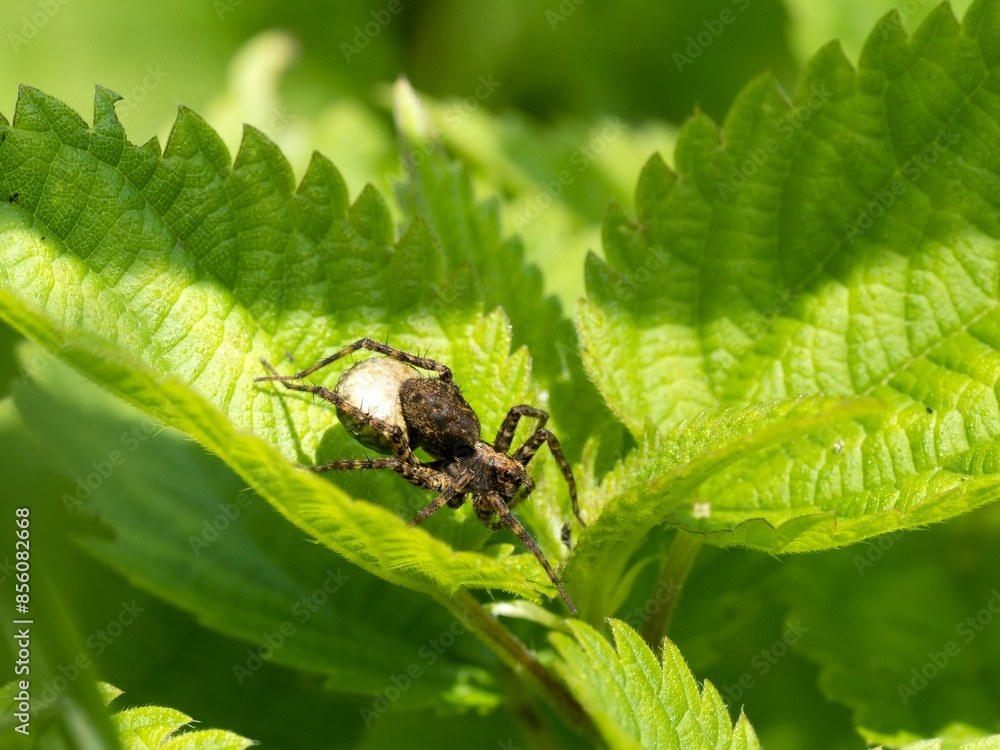 Wolf spider or spotted wolf spider (Pardosa amentata). Female sitting on nettle leaf. Close up. Wolf spider or spotted wolf spider (Pardosa amentata). Female sitting on nettle leaf. Close up.