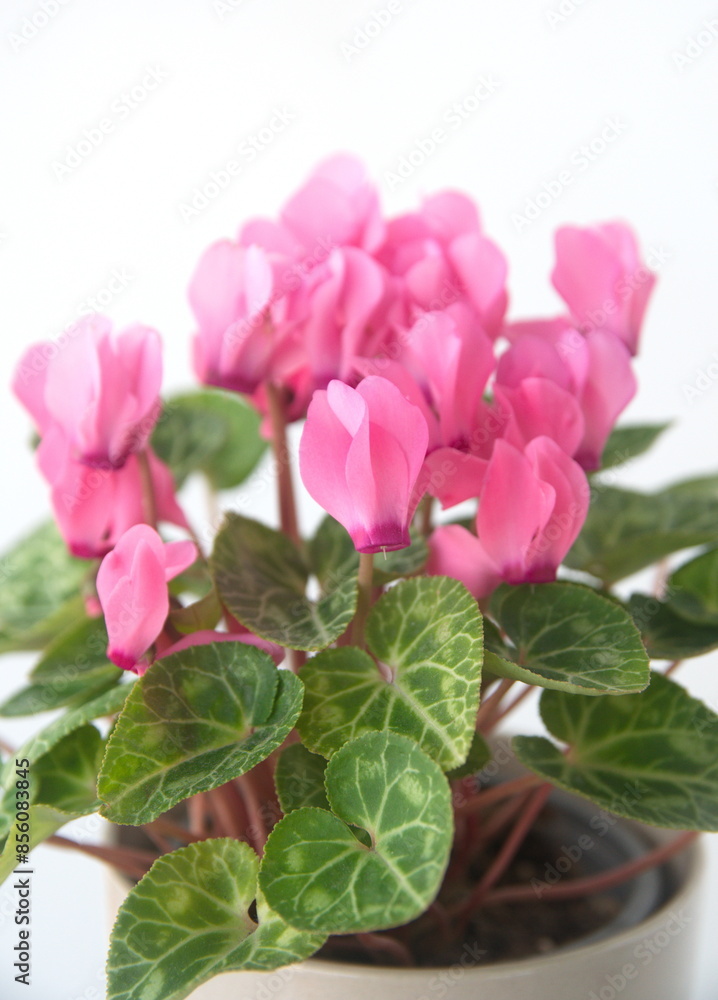 Cyclamen hederifolium, Ivy-leaved cyclamen, sowbread with pink flowers, on white background Cyclamen hederifolium, Ivy-leaved cyclamen, sowbread with pink flowers, on white background