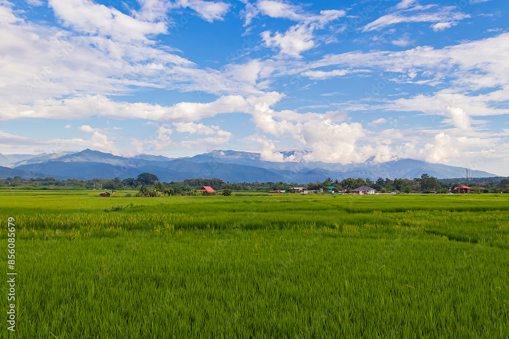 Beautiful green paddy rice field after the rain and natural landscape countryside. Beautiful green paddy rice field after the rain and natural landscape countryside.