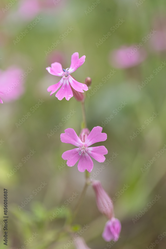 Closeup of the pink flowers of Silene dioica known as red campion and red catchfly blooming during Springtime season. Closeup of the pink flowers of Silene dioica known as red campion and red catchfly blooming during Springtime season.