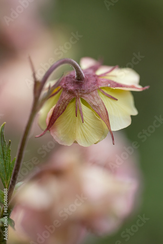 Geum mai Tai or chiloense pink flower blooming in spring and summer. Detail photo of beautiful blooms witch blurred background.  photo